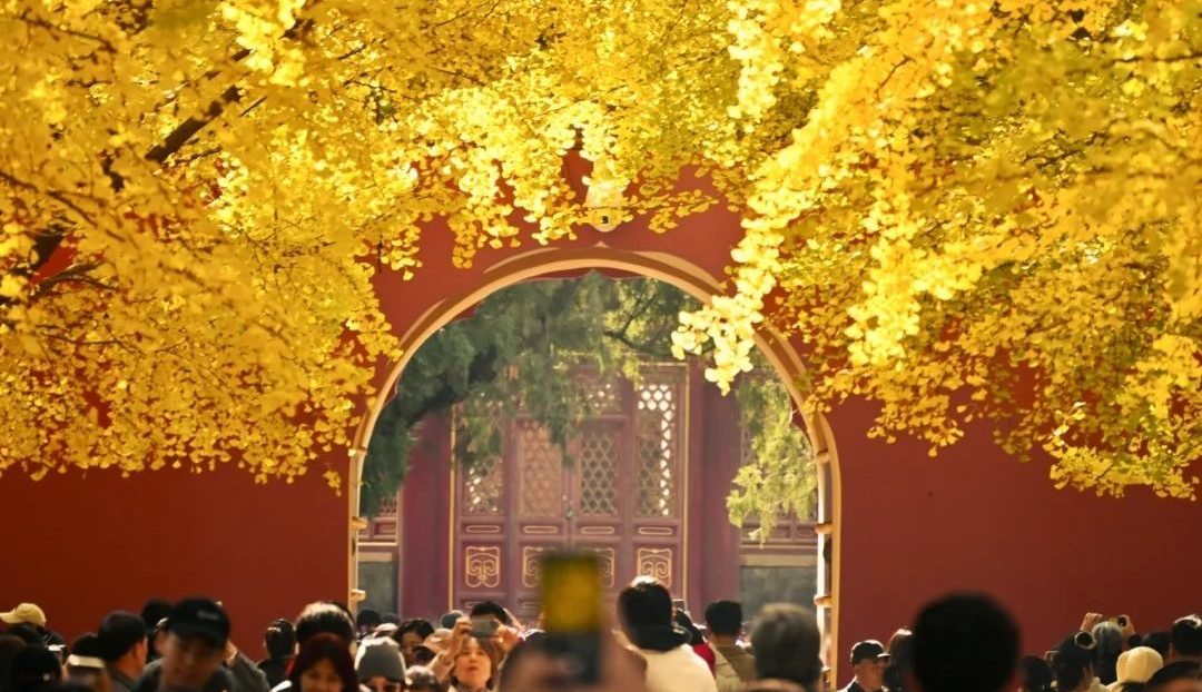 Con đường Ngô Đồng